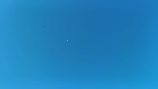 Fregat birds flock fly around the moon blue sky Mexico.