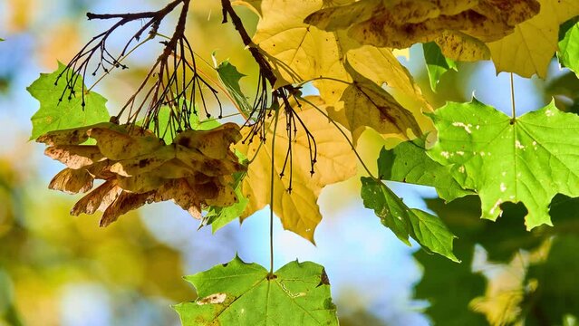 Acer platanoides, commonly known as Norway maple (family Sapindaceae), is a species of maple native to eastern and central Europe and western Asia, from Spain east to Russia.