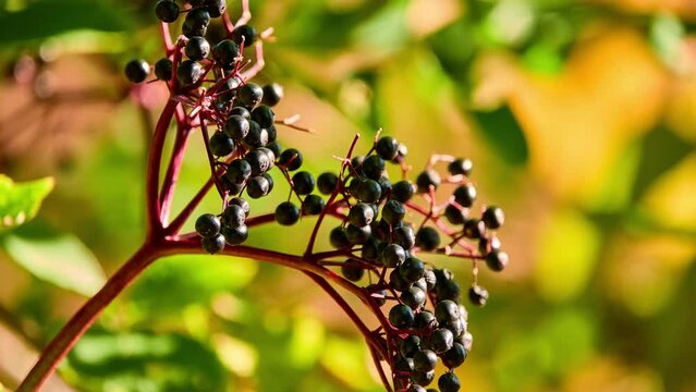 Sambucus nigra (Еlderberry, Common or European black elder, Alderne, Bore-wood, Bourtree, Zova) is flowering plant in family Adoxaceae native to most of Europe and North America.[