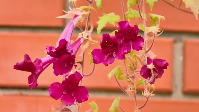 Asarina erubescens Pennell or Lophospermum erubescens, known as Mexican twist or creeping gloxinia, is climbing or sprawling herbaceous perennial plant, native to Sierra Madre mountains of Mexico.