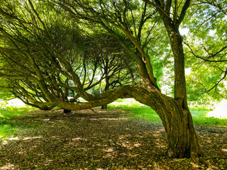 trees in the park
