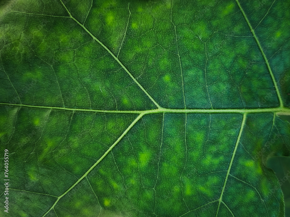 Wall mural summer nature green leaves abstract background