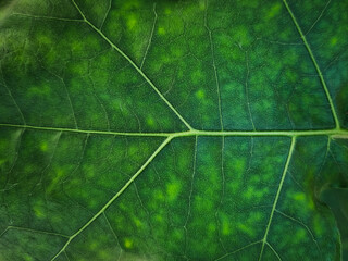 summer nature green leaves abstract background