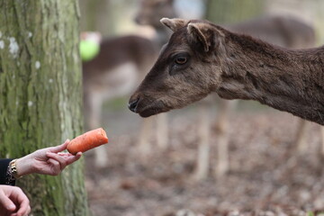 Children and adults feed deer in the forest from their hands. Contact Zoo, Reindeer, children, people, feeding animals, forest, wild animals and people