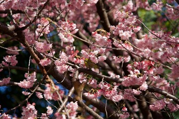Warbling White-eye and cherry trees in early spring