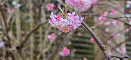 Viburnum blossom in winter time