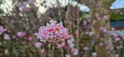 Viburnum blossom in winter time