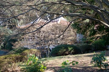 Landscape of trees without green leaves in early spring