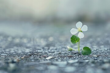 Delicate Urban Wildflower, Isolated Against Concrete, Macro Perspective