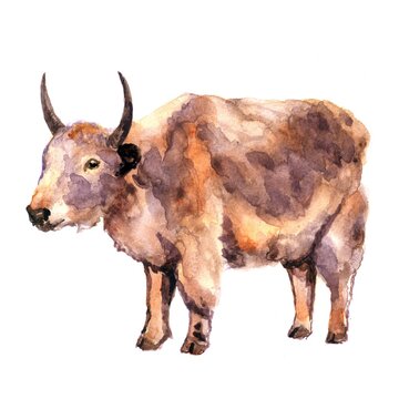 Yak watercolor illustration on white background. A simple picture for the alphabet, children's illustration, encyclopedia, print.