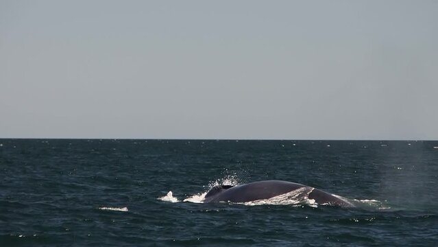 blue whale in cortez sea loreto biggest animal in the world