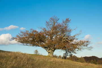 Photo of isolated beech tree against the blue sky in the autumn season - 764060194
