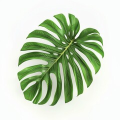 Fototapeta na wymiar Green monstera leaf on white background