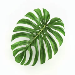 Zelfklevend Fotobehang Monstera Green monstera leaf on white background