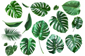 Set of green monstera leaf on white background - obrazy, fototapety, plakaty