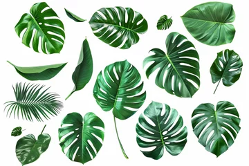 Foto op Canvas Set of green monstera leaf on white background © Denis