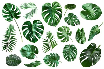 Set of green monstera leaf on white background - obrazy, fototapety, plakaty