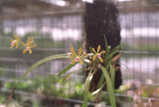 Encyclia tampensis - Butterfly Orchid Blooming
