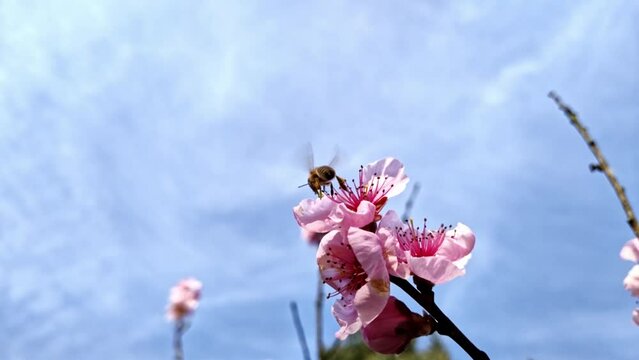 fleissige Biene sammelt Nektar an pinken Obstbaumbl&uuml;ten im Fr&uuml;hling, Nektarinenbaum, Insekt, Bienen, Best&auml;ubung, fliegen, Honig, Makro, Zeitlupe, Nahaufnahme
