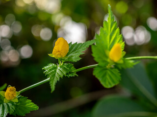 Japanese cortea (Kerria japonica)in flower in a garden in Provence