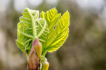 fig tree leaf in early spring in Drôme provençale