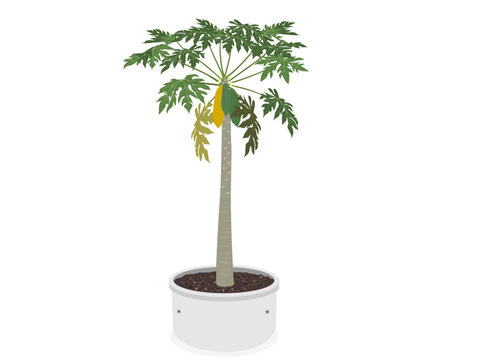 fruiting papaya tree on a white background. vector