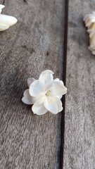 frangipani flower on wood