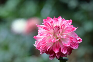 色鮮やかな大輪