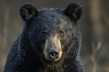 The penetrating eyes of this black bear, with wet fur glistening, exude a sense of vigilance and adaptability in the wild - obrazy, fototapety, plakaty