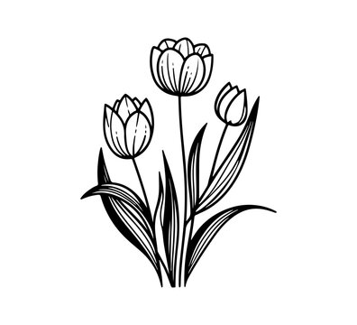 spring tulip flower hand drawn illustration vector