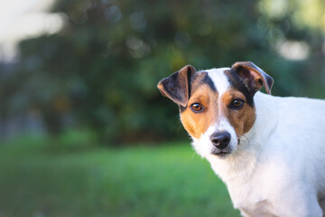 Jack russel blanc et brun regarde l'objectif dans le jardin avec une belle lumière un soir d'été. 