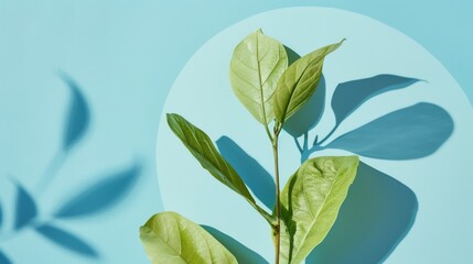 Obraz premium Plant leaves with their shadow on a blue background, circular composition creating a fresh and clean aesthetic