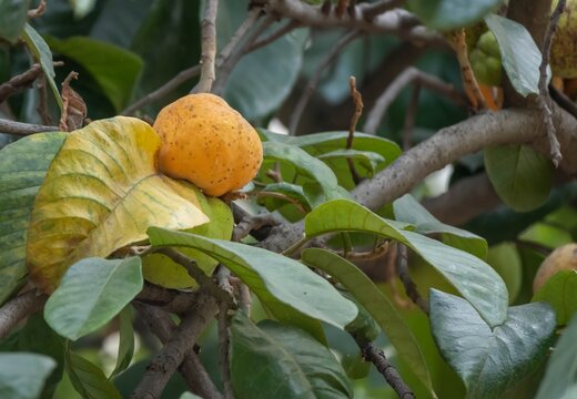 Artocarpus lacucha