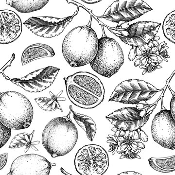 Citrus fruit seamless pattern. Lime tree branches, fruit, flowers, leaves sketches. Botanical background. Exotic plants texture. Hand drawn vector illustration. NOT AI generated