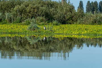 Curtatone, Mantova, lombardia, Italy, Mincio, barcaroli, 

