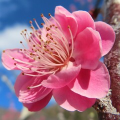 早春に梅がピンクの花をさかせています
