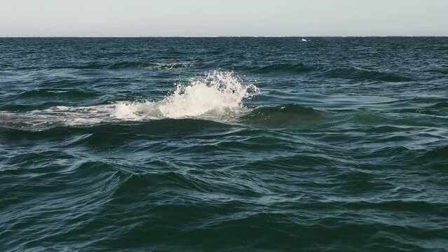grey whale in magdalena bay puerto chale marguerite island baja california sur mexico