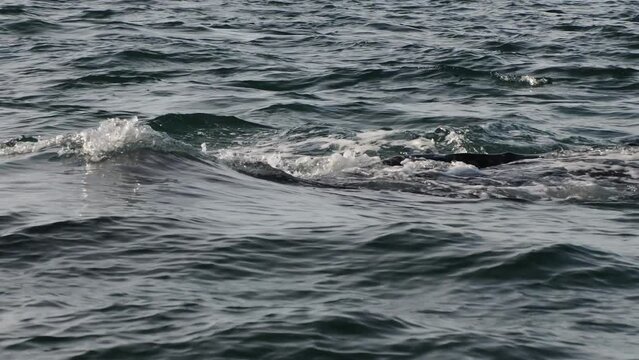 grey whale in magdalena bay puerto chale marguerite island baja california sur mexico