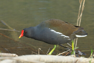 Common moorhen, Gallinula chloropus, watre bird on the lake coast