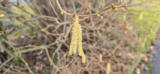 Spring pollen flight / pollen allergy background banner panorama - Common hazel / hazelnut shrub tree ( Corylus avellana ) with pollen catkins and yellow flower pollen, illuminated by the sun