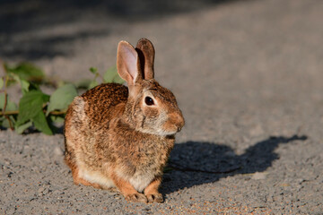Wild Eastern Cottontail Bunny Rabbit 