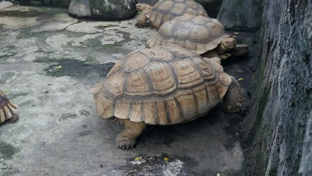 Large dark brown tortoise walking in the enclosure area at the zoo