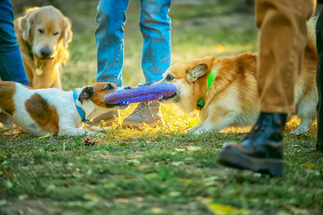 people walk dogs of different breeds in the park. dogs of different breeds play happily in the clearing