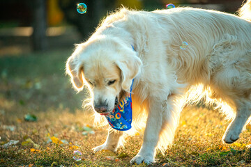 Golden retriever playing with mule bubbles in the park