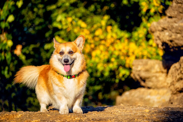 corgi dog in the park for a walk. posing against the background of trees