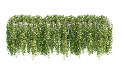 Ivy green with leaf. A trail of realistic ivy leaves. Png transparency