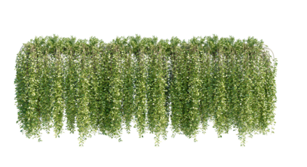Ivy green with leaf. A trail of realistic ivy leaves. Png transparency