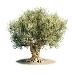 Old olive tree isolated on transparency background.  Ancient Olive Tree