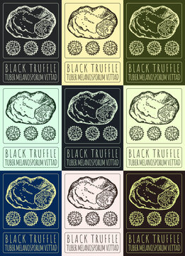 Set of drawing BLACK TRUFFLE in various colors. Hand drawn illustration. The Latin name is TUBER MELANOSPORUM VITTAD.