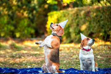 A couple of funny Beagle dogs in a paper cone in a clearing in the park.
